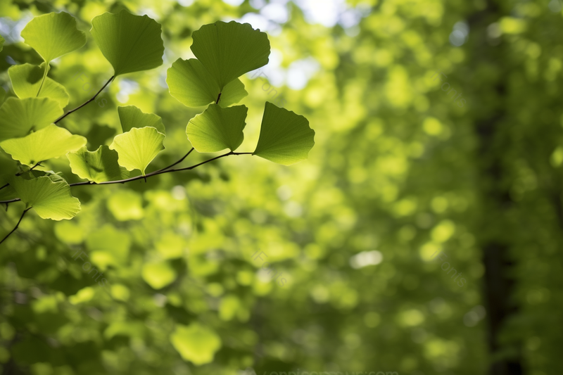 晴朗天空下的绿色叶子树叶银杏叶绿色植物,高清,摄影图,摄影图片,图片大全,摄影图免费下载